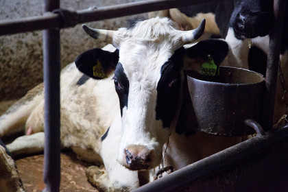 Онищенко пояснил необходимость уничтожения скота в НСО при заражении