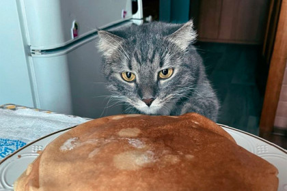 Новосибирцам запретили кормить блинами кошек и собак на Масленицу