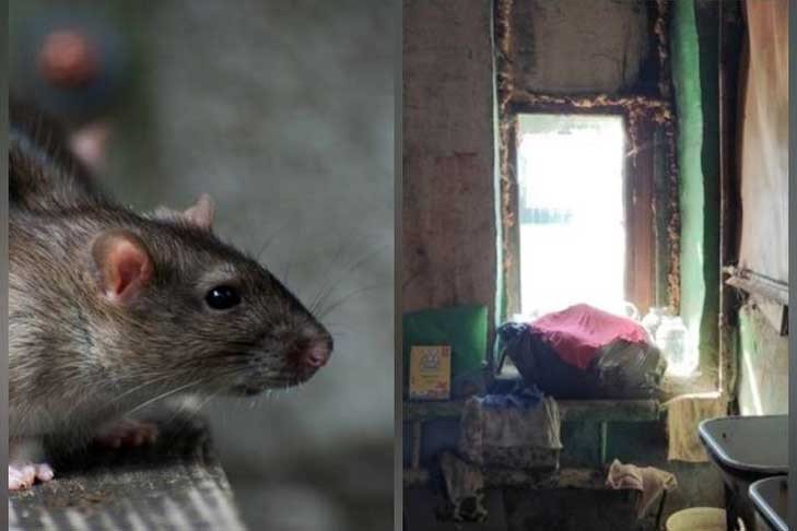 Дети играют с крысами: Бастрыкин защитил права жильцов общежития в Новосибирске