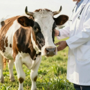 Допвыплаты получат жители региона, утратившие сельскохозяйственных животных