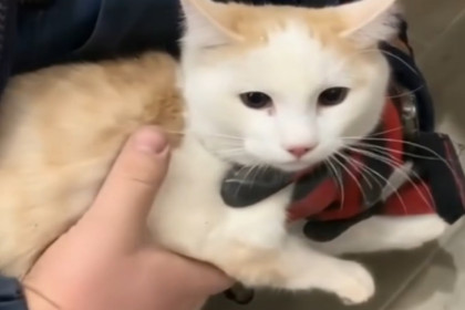 Приютский кот Сеня разгромил ванную жительницы Новосибирска