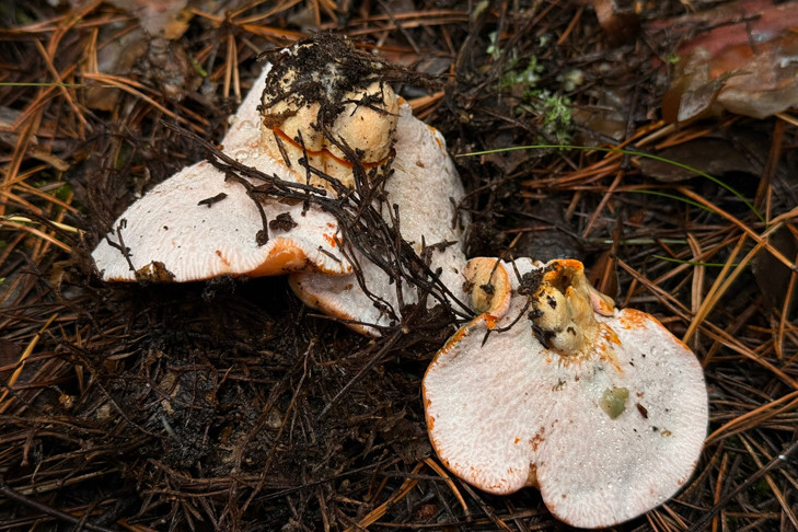 Бабье ухо нашла в лесу под сосной жительница Новосибирска