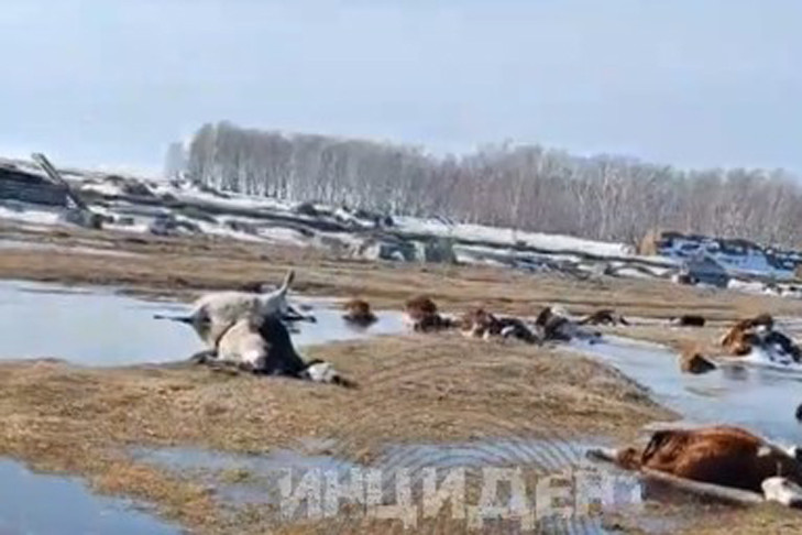 Скотомогильник на берегу Чанов заинтересовал прокуратуру Новосибирской области