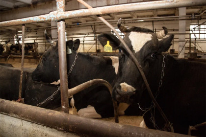 Новосибирская область выделяет 200 миллионов на компенсации за изъятых животных