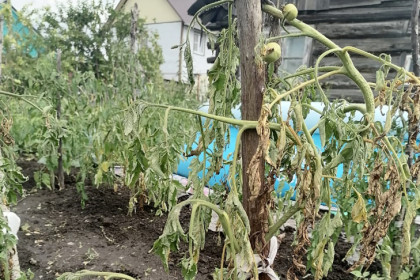 Причину увядания помидоров в июле-2025 назвала агроном Наталья Воробьева