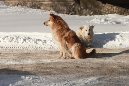 Эвтаназии подвергли более сотни бездомных животных в Новосибирской области  
