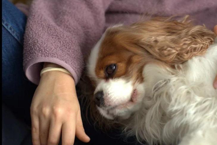 Спаниэль Бродский спас хозяйку от разъяренного пса в Новосибирске