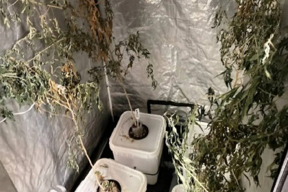 Наркоплантацию обнаружили пограничники в доме у сибиряка-ботаника