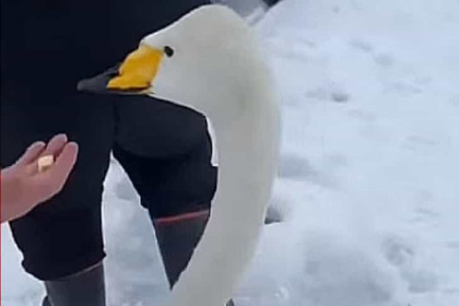 Лебедь-беглец просил о помощи у рыбаков на Обском море в Новосибирске