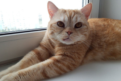 Квартира для хвостатых: как арендовать жилье с питомцем и не получить отказ