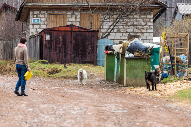 Великая королева высказалась за эвтаназию бездомных собак в Новосибирске