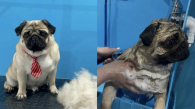 Жительницу Новосибирска затравили в соцсетях после жалобы на груминг-салон