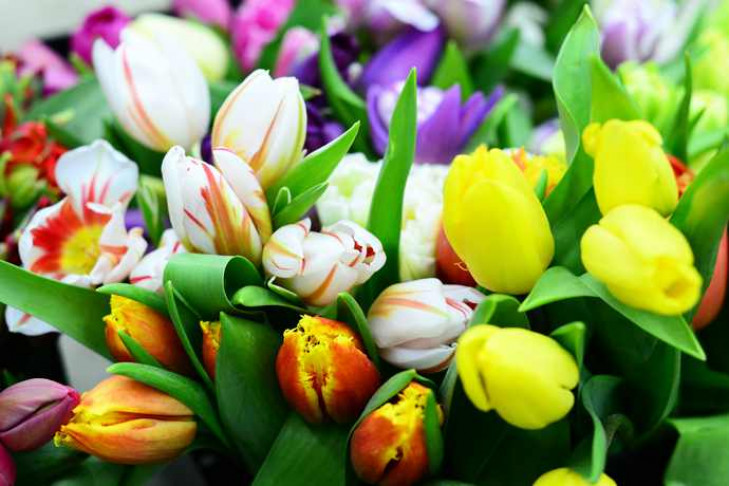 Последние тюльпаны расцвели в Новосибирске к 8 Марта: эксперт назвал цены