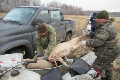 Браконьеры на мотоцикле застрелили пять косуль в госзаказнике Новосибирской области