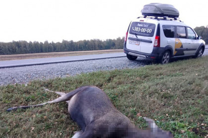 Сбил лосиху водитель иномарки на трассе под Новосибирском