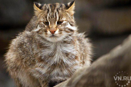 Редкий кот Марс зажил «шведской семьей» в Новосибирском зоопарке
