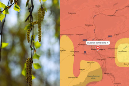 Облако березовой пыльцы накрыло Новосибирск – предупреждение