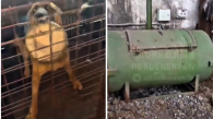 Волонтёры обнаружили в Кузбассе концлагерь, где собак убивали газом