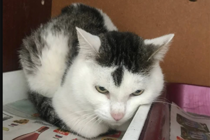 В Новосибирске два десятка кошек живут одни в квартире умершей хозяйки