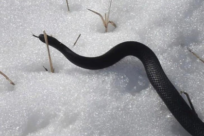 Черные змеи проснулись и пугают жителей Новосибирской области