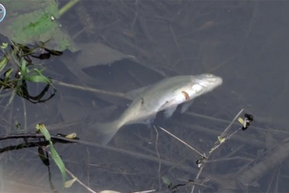 Рыба массово погибла в реке Тула у облбольницы