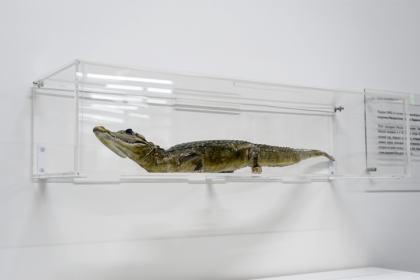 Чучело крокодила Лаврентьева омолодили в стенах новосибирской ФМШ