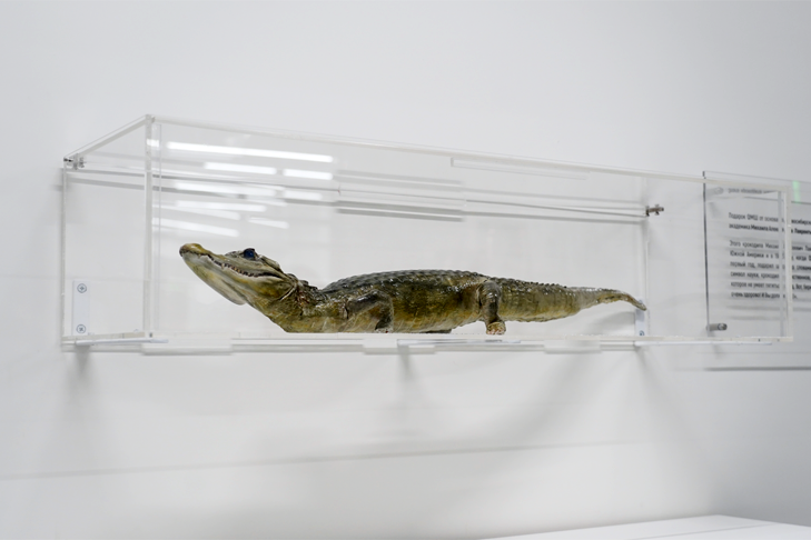 Чучело крокодила Лаврентьева омолодили в стенах новосибирской ФМШ