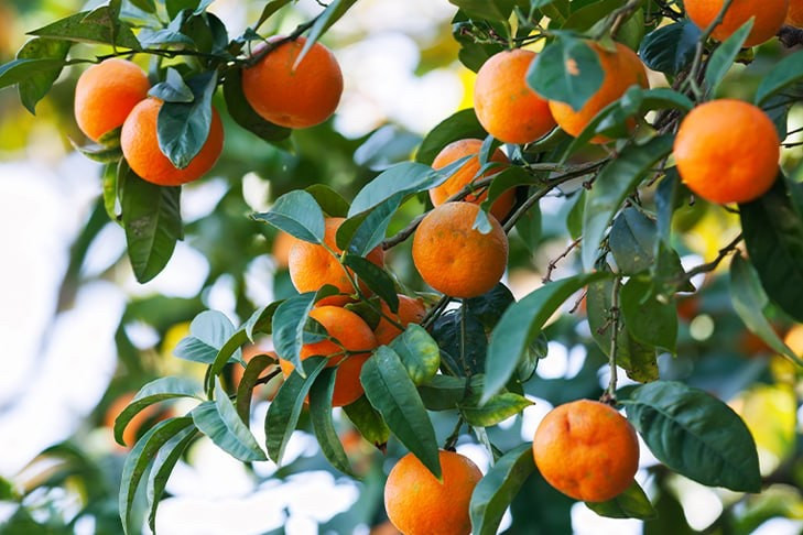 Как выбрать идеальные мандарины к Новому году: советы экспертов