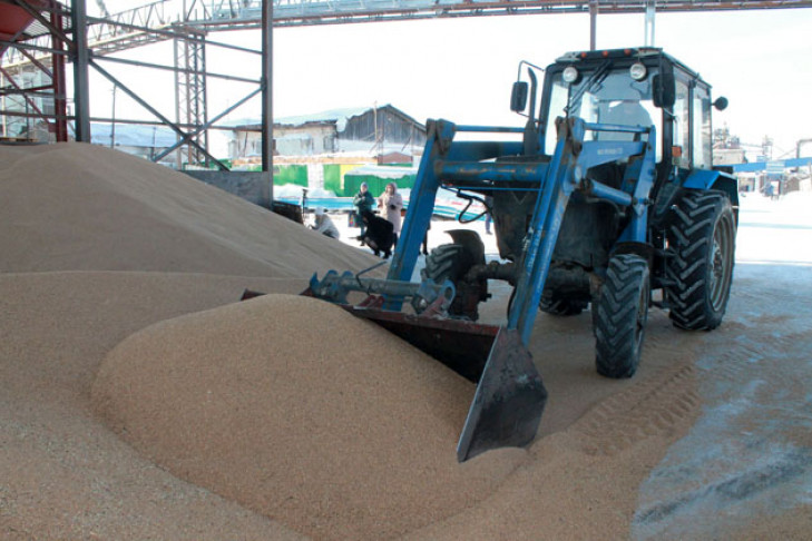 Китайцы скупают зерно в Болотном