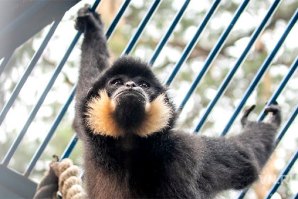 Поющий гиббон поселился в Новосибирске