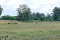 В новосибирском минсельхозе объяснили сокращение производства молока и поголовья