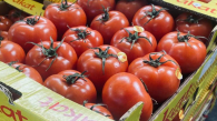 18 тонн заражённых вирусом томатов хотели завести в Новосибирск