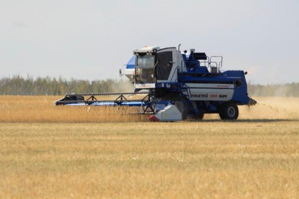 1000 га пшеницы убирают в Краснозерском районе