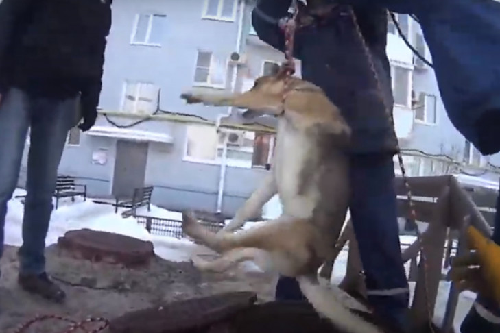Накормили котлетой и достали из-под земли собаку спасатели в Новосибирске