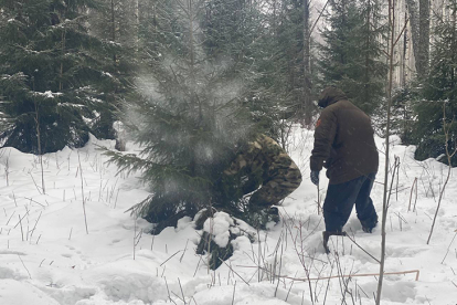Беспилотники будут следить за заготовкой новогодних елок в Новосибирской области