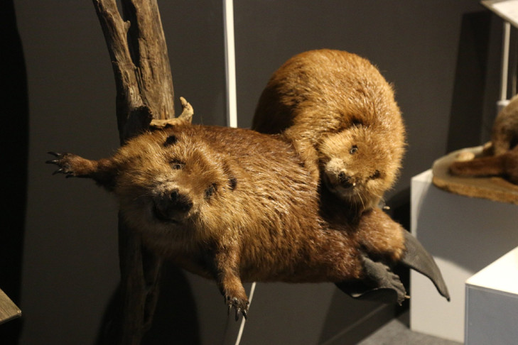 Спасатели лишили бобров плотины на реке Нижняя Ельцовка в Новосибирске