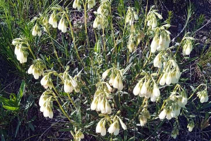 Редкий сибирский эдельвейс зацвел у Поклонного креста в Новосибирске