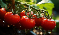 Почему томаты активно растут? Всё дело в золе