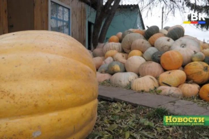 Гигантскую тыкву весом в 400 кг вырастил учитель истории под Новосибирском