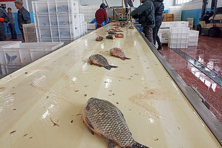 Новосибирская область увеличила экспорт рыбы в Казахстан и Китай
