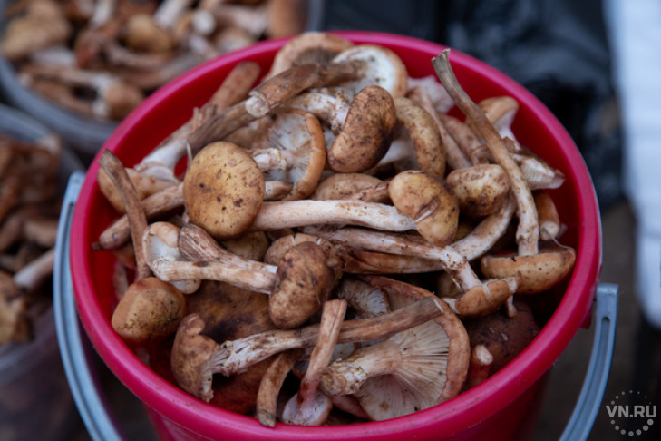 Как успешно собирать грибы, рассказали в Роскачестве