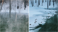Уток заметили в январе на незамерзающем озере в Новосибирске