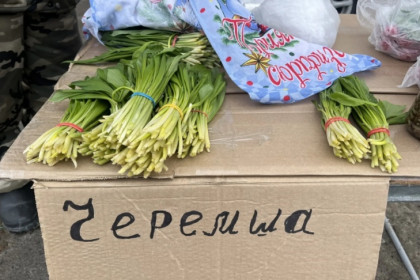 Черемшой из Краснодара начали торговать по 200 рублей в Новосибирске