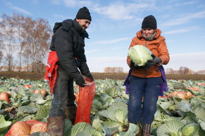 Урожай овощей больше прошлогоднего в Новосибирской области