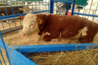 «У всех упадническое настроение»: новосибирские фермеры считают, что выплаты за изъятый скот не покроют убытков