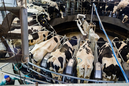 Андрей Травников: 126 семей новосибирцев получили за скот более 45 млн рублей