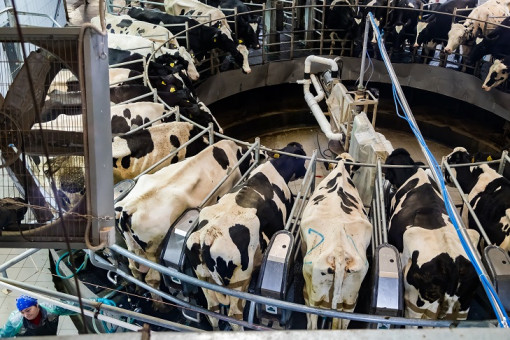 Андрей Травников: 126 семей новосибирцев получили за скот более 45 млн рублей