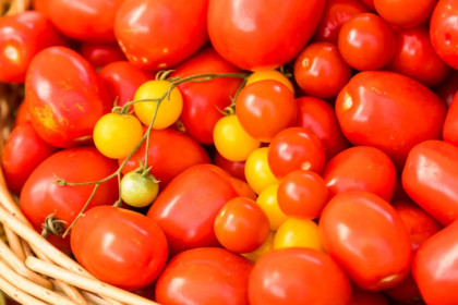 Не спешить со сбором томатов в августе призвал новосибирцев овощевод Овечкин