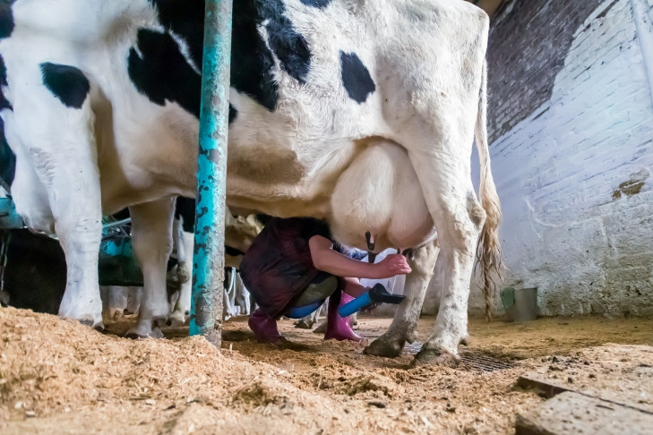 В Новосибирске забраковали 1,4 тонн мяса и молока с антибиотиками и химией
