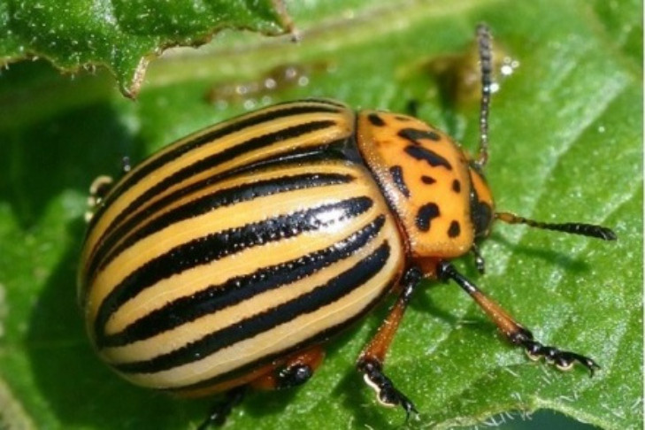 Способы борьбы с колорадским жуком назвала картофелевод Колошина в Новосибирске